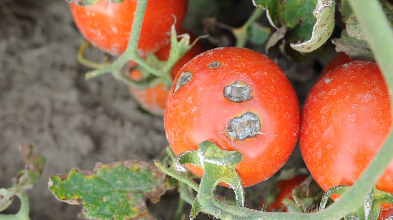 Tomato 'Ebola': Farmers Battle Rapid Pest Outbreak Amid Soaring Costs
