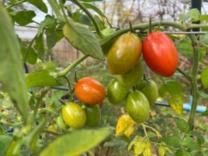 Tomato 'Ebola': Farmers Battle Rapid Pest Outbreak Amid Soaring Costs