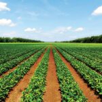 Green Money Project Rolls Out Nationwide to Empower Nigerian Youth Through Agriculture