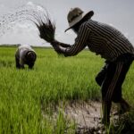 Adamawa Invests ₦2 Billion to Boost Agriculture and Tackle Unemployment