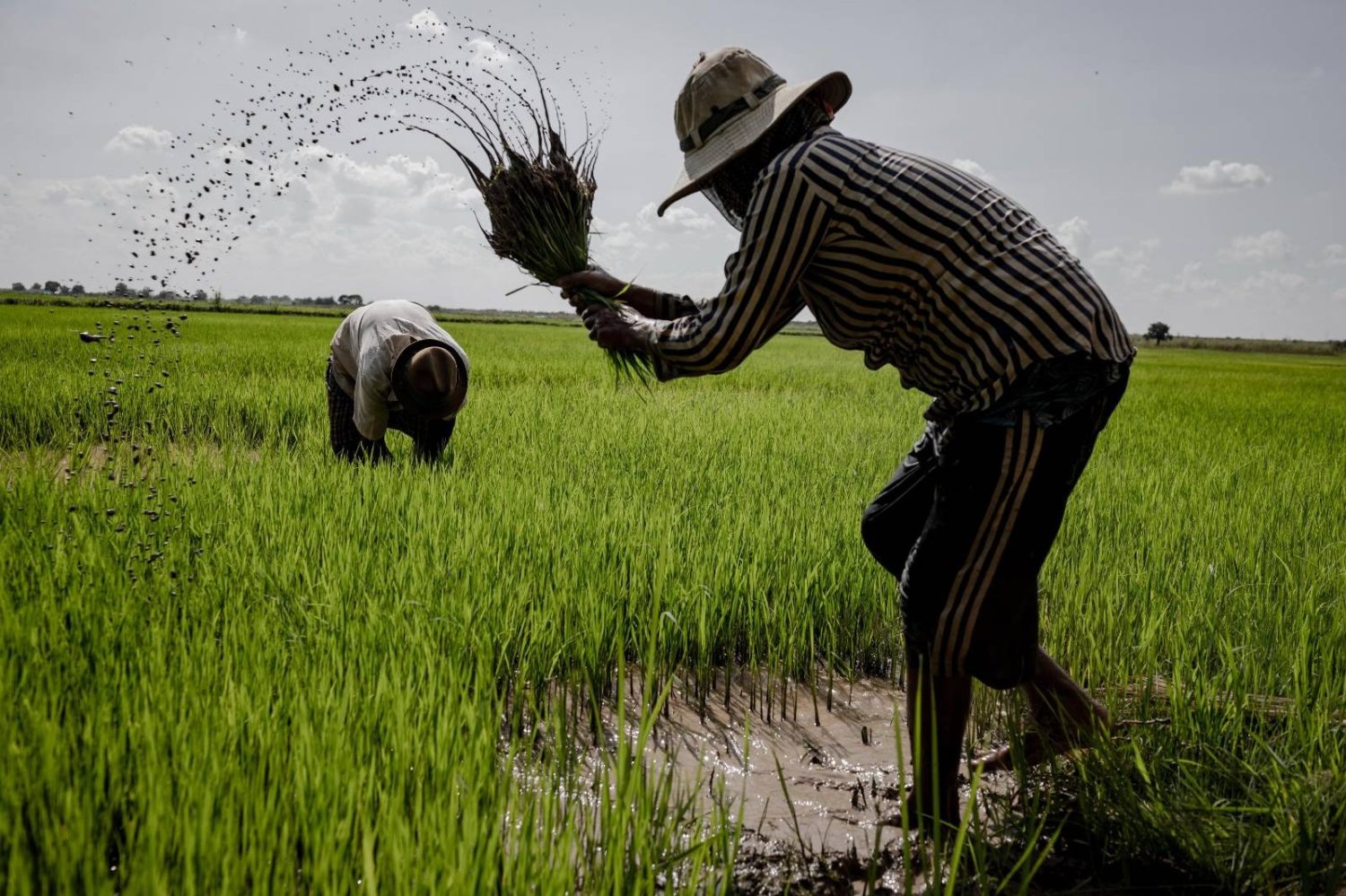 Adamawa Invests ₦2 Billion to Boost Agriculture and Tackle Unemployment