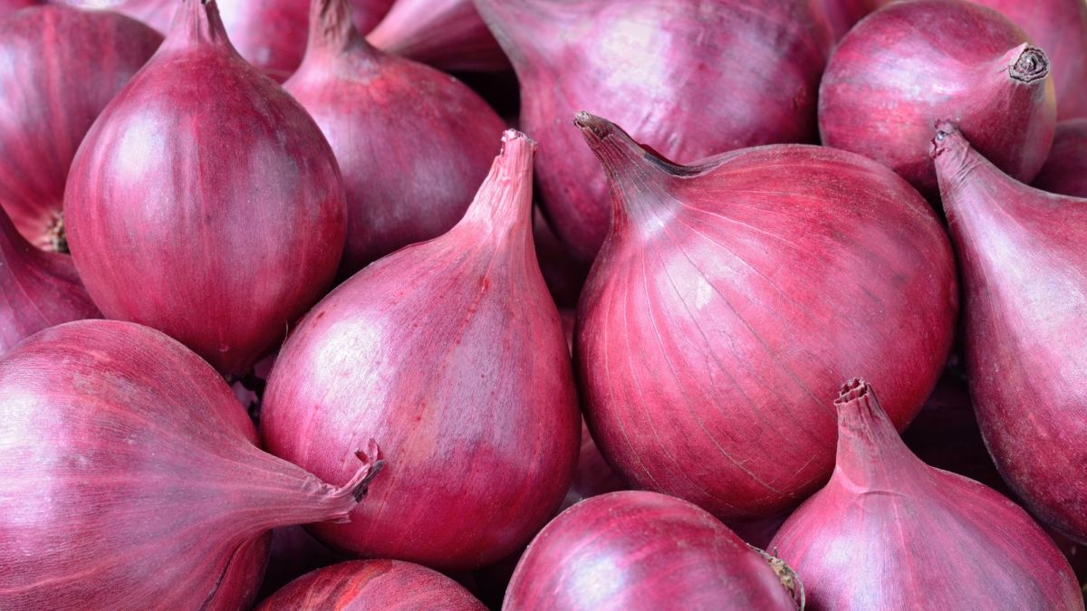 Nigeria Eyes Onion Processing Breakthrough with BoI-RMRDC Partnership