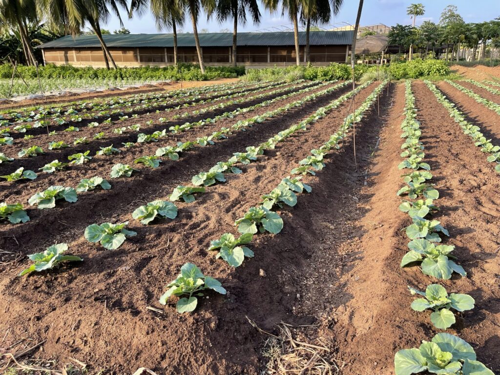 * Rivers to Revive Songhai Farms