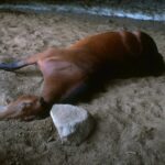 Namibia Reports Outbreak of African Horse Sickness