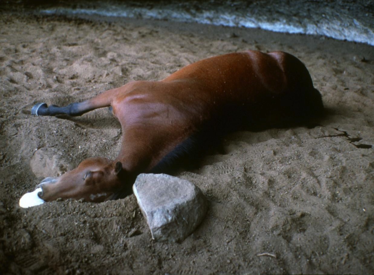 Namibia Reports Outbreak of African Horse Sickness