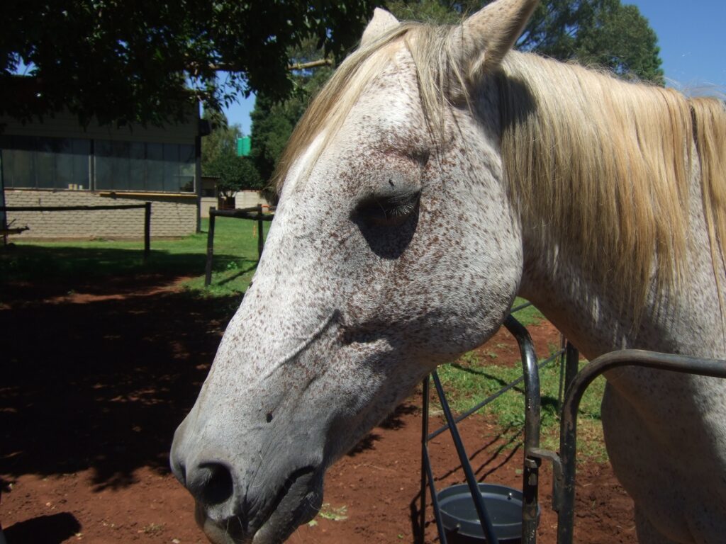 Namibia Reports Outbreak of African Horse Sickness