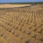 Dry Spell Sparks Fears of Poor Harvests Across Northern Europe