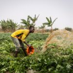 Federal Government Launches $158 Million Agricultural Initiative to Boost Northern Nigeria’s Economy
