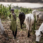 Livestock Ministry Rolls Out National Programme in Wase Grazing Reserve