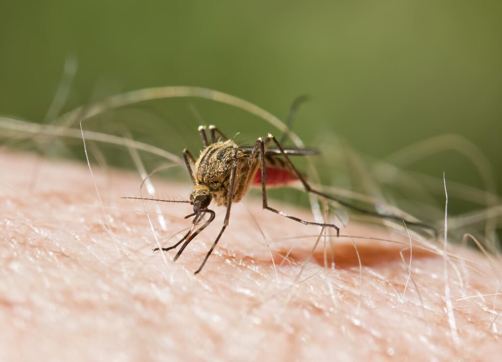 Senate Advances Bill to Create National Malaria Eradication Agency